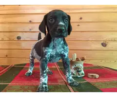 Male German Shorthaired Pointer Puppies available - 5