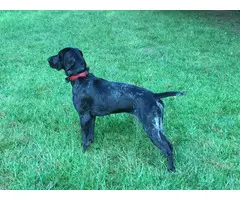 Male German Shorthaired Pointer Puppies available - 7