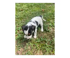 3 beautiful Chiweenie puppies to be rehomed - 3