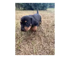 3 beautiful Chiweenie puppies to be rehomed - 4