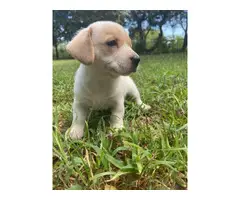 3 beautiful Chiweenie puppies to be rehomed - 6