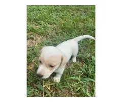 3 beautiful Chiweenie puppies to be rehomed - 7