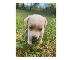 3 beautiful Chiweenie puppies to be rehomed - 8