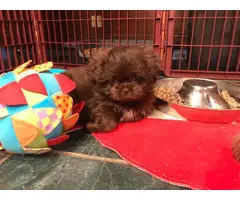 Two shihtzu puppies in search of new homes - 2