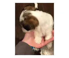 Two shihtzu puppies in search of new homes - 3
