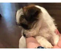 Two shihtzu puppies in search of new homes - 4