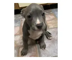 Gorgeous Boys and Girls American Pit Bull Terrier  Puppies For Sale - 1