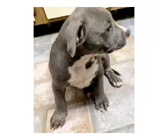 Gorgeous Boys and Girls American Pit Bull Terrier  Puppies For Sale - 2