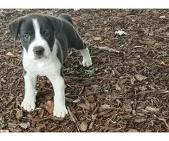 Gorgeous Boys and Girls American Pit Bull Terrier  Puppies For Sale - 3
