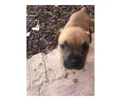 8 weeks old playful pit bull puppies needing a new homes - 3