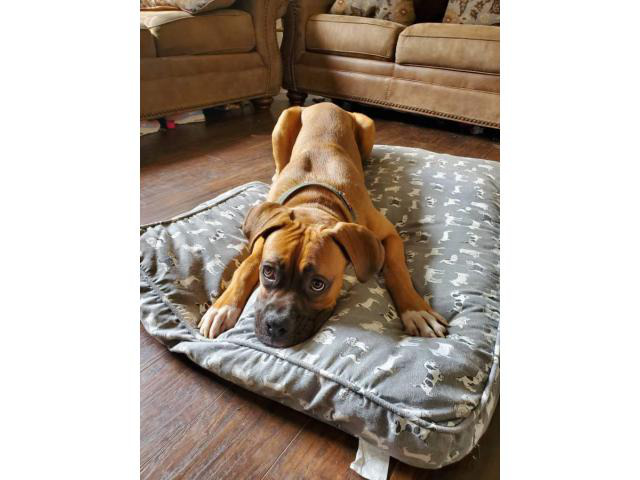 9 months old purebred fawn boxer puppy in Fort Dodge, Iowa - Puppies for Sale Near Me