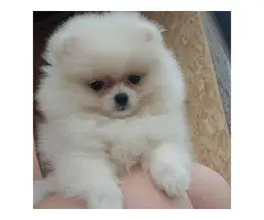 7 Lovely pomeranian puppies for sale