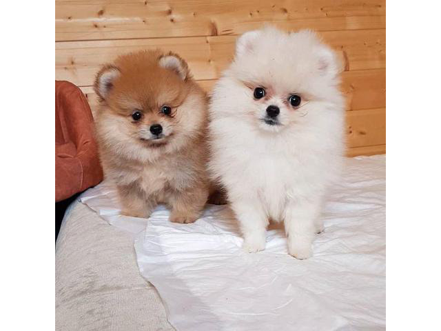 7 Lovely pomeranian puppies for sale in Antioch, California - Puppies