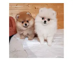 7 Lovely pomeranian puppies for sale - 2