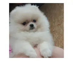 7 Lovely pomeranian puppies for sale - 3