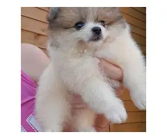 7 Lovely pomeranian puppies for sale - 4