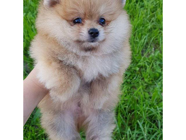 7 Lovely pomeranian puppies for sale in Antioch