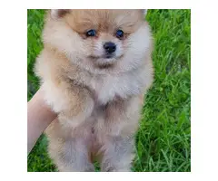 7 Lovely pomeranian puppies for sale - 6