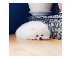 7 Lovely pomeranian puppies for sale - 8