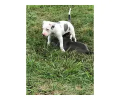 5 Lovely Pitbull puppies are ready to go