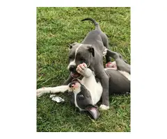 5 Lovely Pitbull puppies are ready to go - 3
