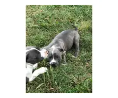 5 Lovely Pitbull puppies are ready to go - 4
