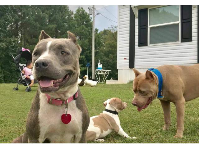 5 Lovely Pitbull puppies are ready to go Huntsville - Puppies for Sale ...