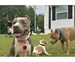5 Lovely Pitbull puppies are ready to go - 10