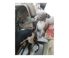 2 miniature rat terrier female puppies - 1