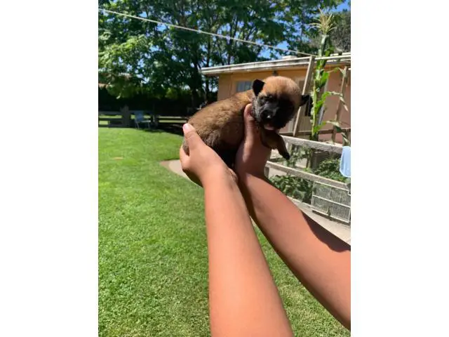 Purebred Belgian malinois puppies available for sale