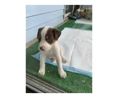 8 weeks old female Pitweiler puppy for sale