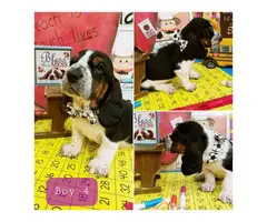 5 male basset hound puppies available - 1