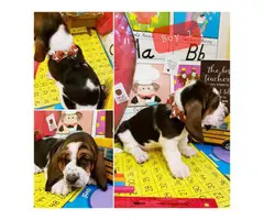 5 male basset hound puppies available - 4