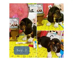5 male basset hound puppies available - 5