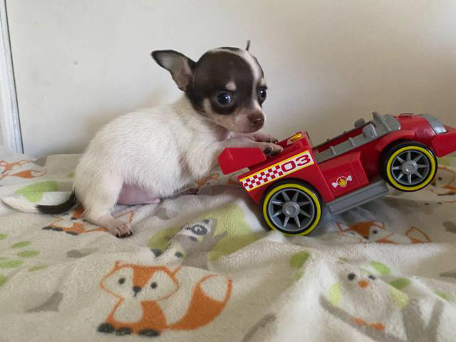 miniature chihuahuas for sale near me