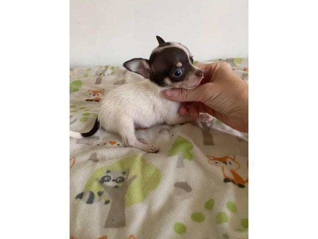 miniature chihuahuas for sale near me