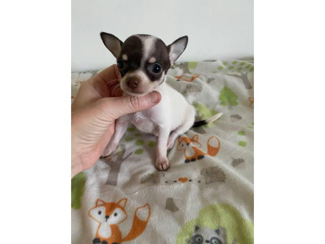 miniature chihuahuas for sale near me