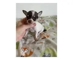 Tiny Chihuahuas ready to pick up - 3