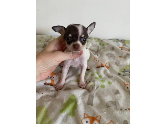 miniature chihuahuas for sale near me