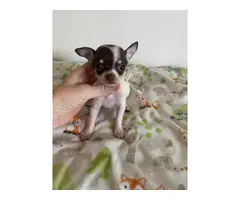 Tiny Chihuahuas ready to pick up - 4
