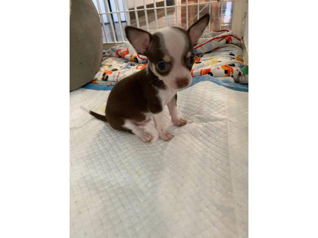 miniature chihuahuas for sale near me