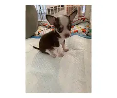 Tiny Chihuahuas ready to pick up - 5
