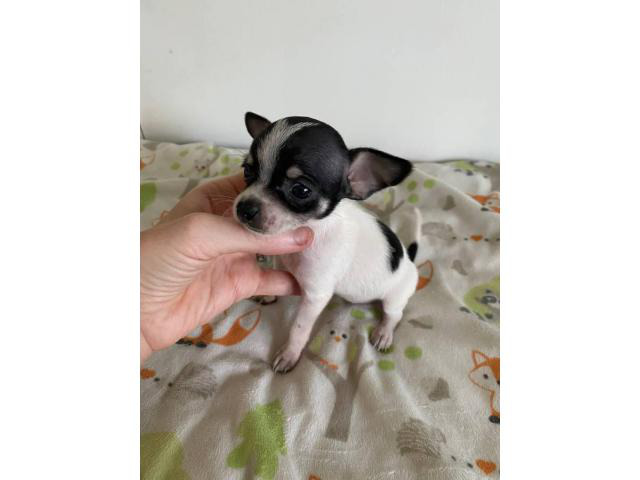 miniature chihuahuas for sale near me