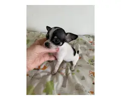 Tiny Chihuahuas ready to pick up - 6