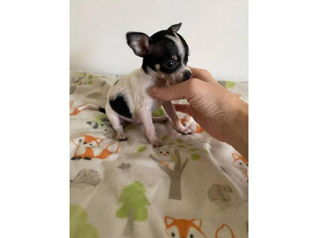 miniature chihuahuas for sale near me