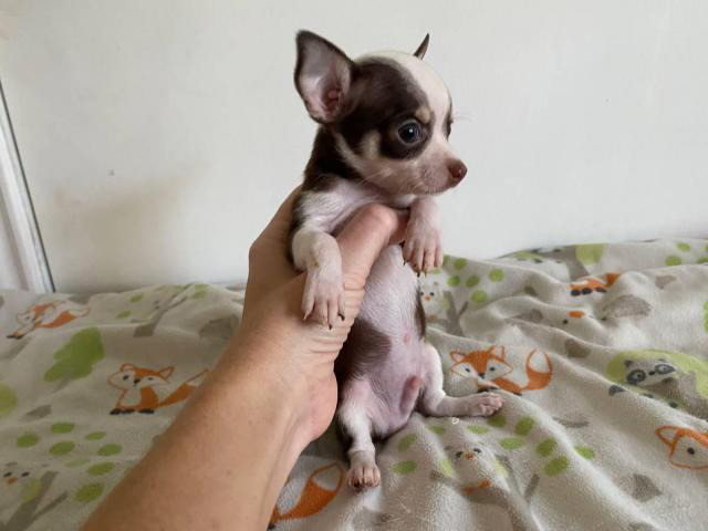 miniature chihuahuas for sale near me