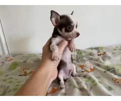 Tiny Chihuahuas ready to pick up - 8