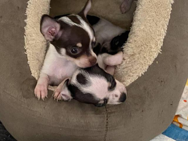 miniature chihuahuas for sale near me