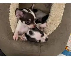 Tiny Chihuahuas ready to pick up - 9