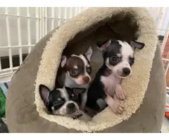 Tiny Chihuahuas ready to pick up - 10